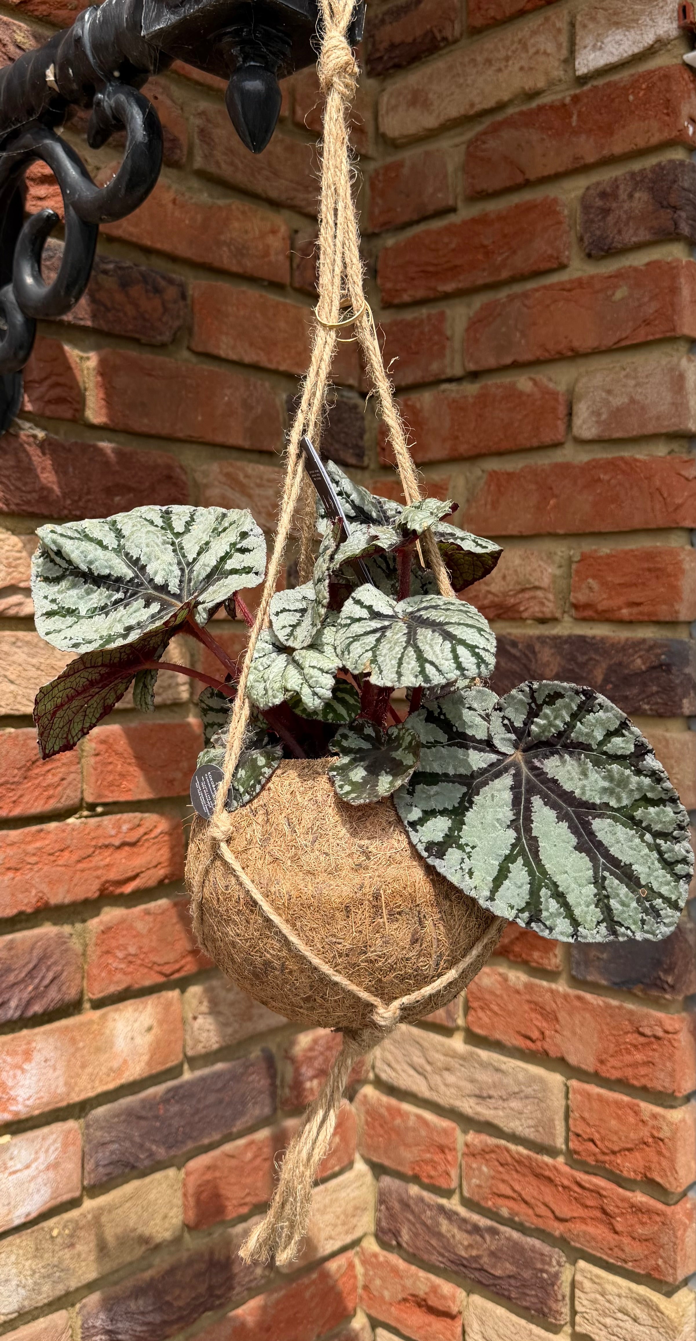 Fathers Day - Hanging Plant