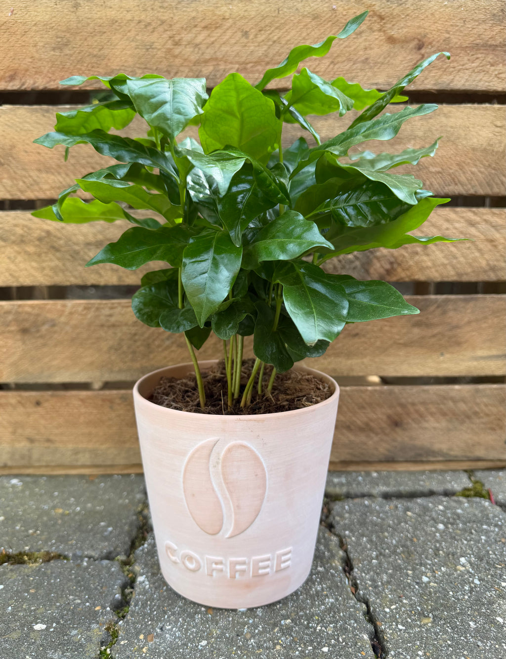 Fathers Day - Coffee Plant
