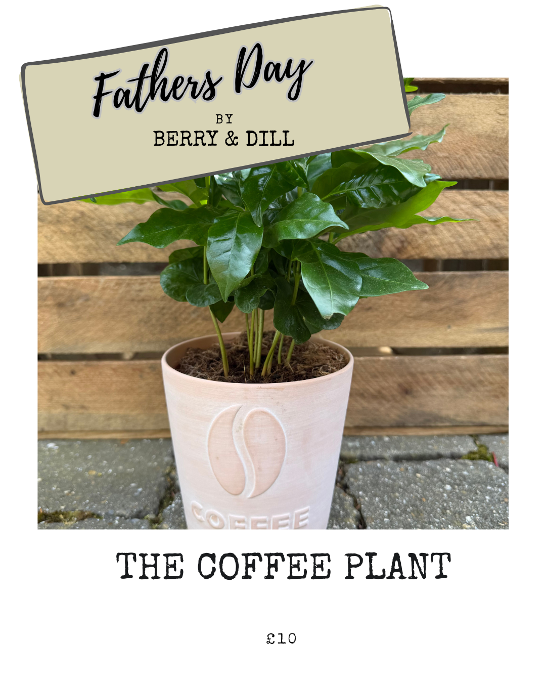 Fathers Day - Coffee Plant
