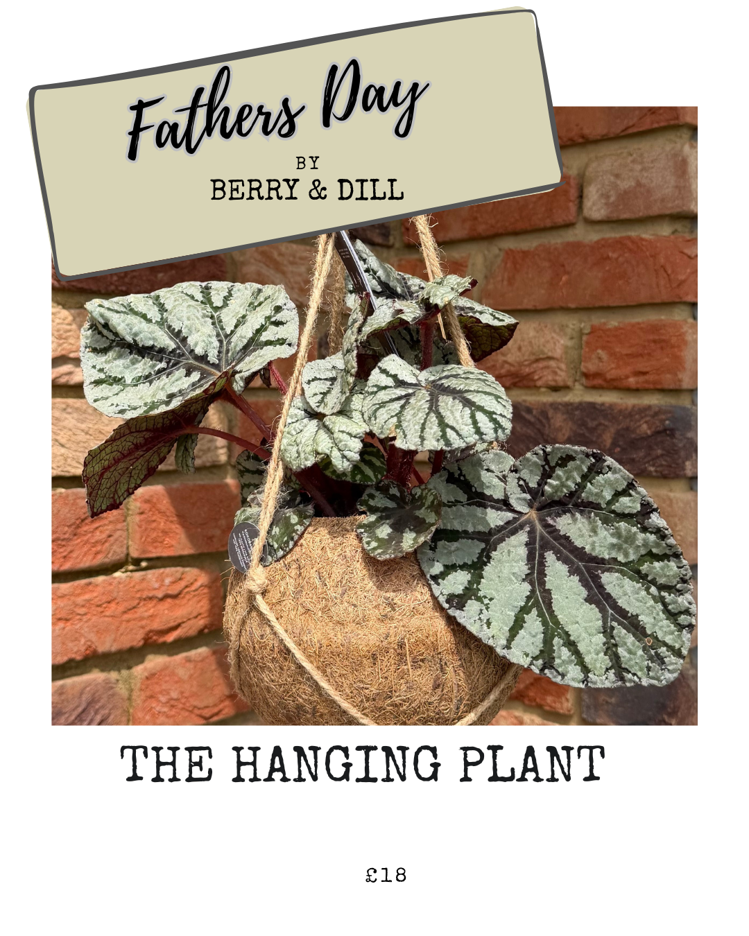 Fathers Day - Hanging Plant