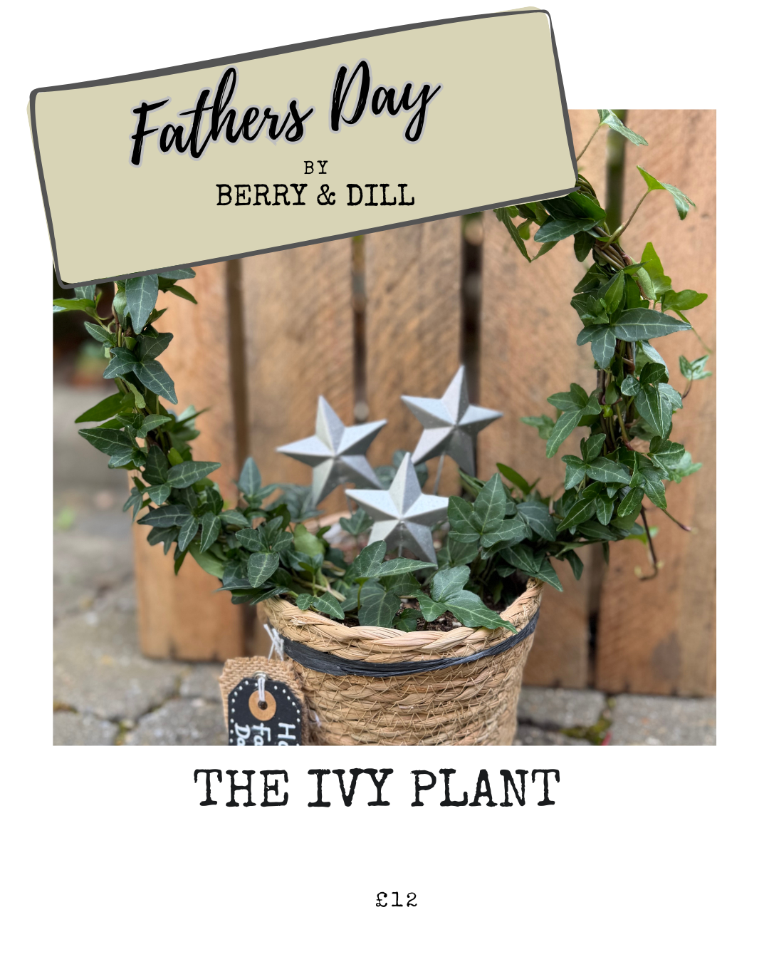 Fathers Day - Ivy Plant